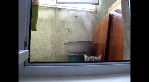 部屋の中はどうニャってる？警戒心を露わにするにゃんこの動き・表情にこちらもドキドキ！