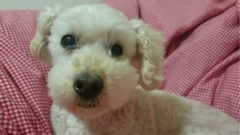 dogg.me camera : 愛犬が振り向いてくれる！飼い主さん必須のカメラアプリ