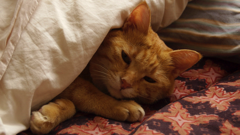 ニャンニャンニャン！2月22日は「猫の日」ということで猫アプリを集めてみました