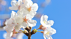 まもなくお花見の季節到来！便利なアプリを使ってより一層楽しもう！